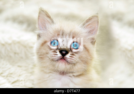 A cute, blue eyed, Siamaese and Balinese mixed kitten on a white fluffy background. Stock Photo