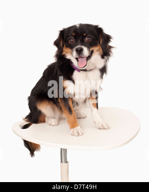 Portrait of small dog, studio shot Stock Photo