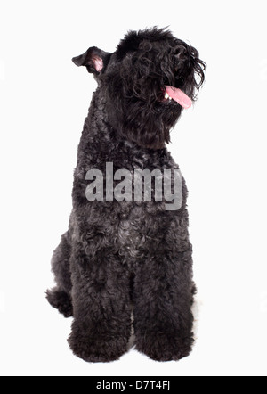 Portrait of black dog, studio shot Stock Photo