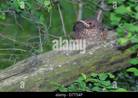 Common blackbird fledgling resting on a log Stock Photo