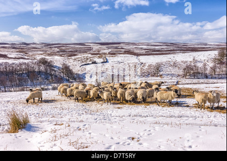 Sheep feeding on stored hay due to adverse weather conditions on the North York Moors during heavy snowfall in Goathland. Stock Photo
