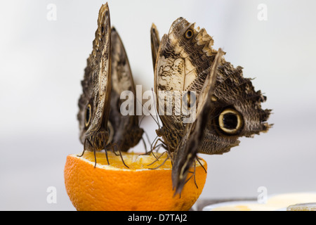 Owl Butterflies feeding on an orange Stock Photo