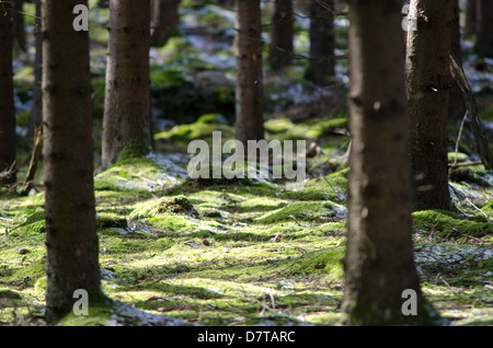 White snow and green moss on the forest floor with spruce trees Stock Photo