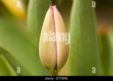 single closed tulip bud