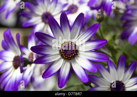 Pericallis x hybrida 'Senetti Deep Blue Florist's cineraria Senetti Deep Blue Stock Photo