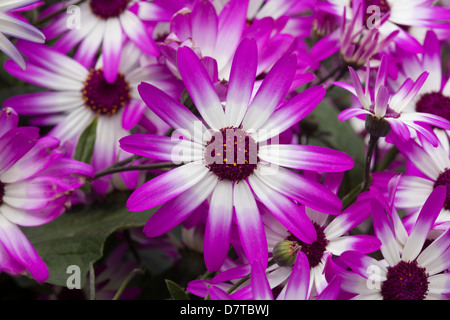 Senetti magenta bicolor Flower cineraria Stock Photo