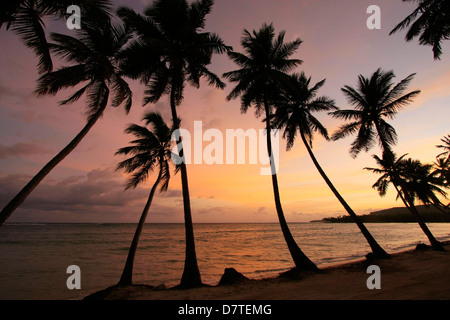 Palm trees at sunrise, Las Galeras beach, Samana peninsula, Dominican Republic Stock Photo