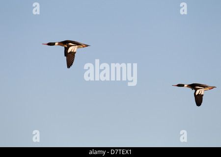 Red-breasted Merganser (Mergus serrator), two males in flight Stock Photo