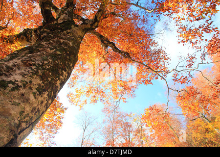 Beech tree in Autumn Stock Photo