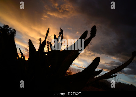 A sunset silhouettes prickly pear cactus, Tucson, Arizona, Sonoran Desert, USA. Stock Photo