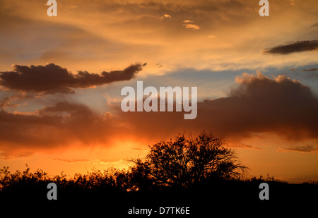 Sunset silhouettes a mesquite tree as seen from the east side, Tucson, Arizona, Sonoran Desert, USA. Stock Photo