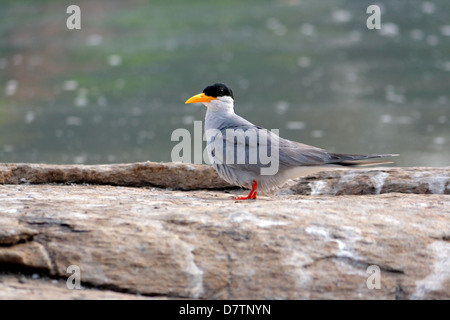 The Indian River Tern, Sterna aurantia Stock Photo