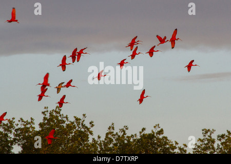 Scarlet ibis return to roost at dusk, Caroni Swamp, Port-of-Spain, Trinidad, West Indies, Caribbean Stock Photo