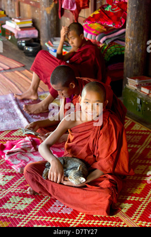 Buddhist monk playing with a cat at Shwe Yaunghwe Kyaung, a famous teak monastery, Nyaungshwe, Inle Lake, Shan State, Burma