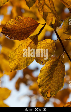 Beech leaves with autumn colours in the Cansiglio forest, Belluno, Veneto, Italy