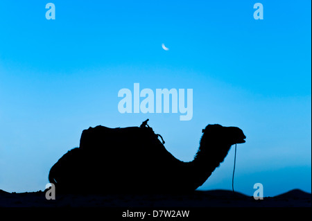 Silhouette of a camel in the desert at night, Erg Chebbi Desert, Morocco, North Africa Stock Photo