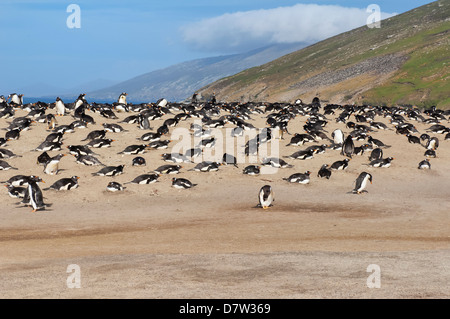 Gentoo penguin (Pygoscelis papua) rookery, Saunders Island, Falkland Islands, South America Stock Photo