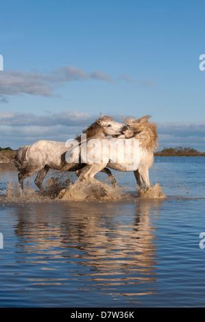 Camargue horses, stallions fighting in the water, Bouches du Rhone, Provence, France Stock Photo