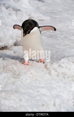 Adelie penguin (Pygoscelis adeliae), Paulet Island, Erebus and Terror Gulf, Antarctic Peninsula, Antarctica Stock Photo