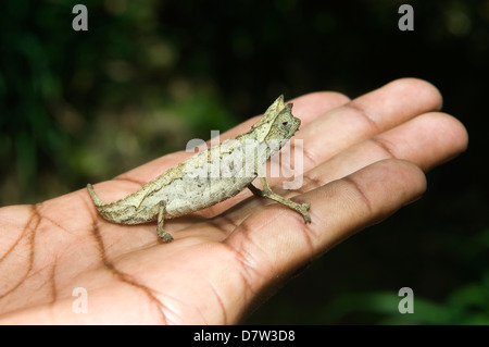 Pygmy leaf chameleon (Brookesia minima), Madagascar Stock Photo