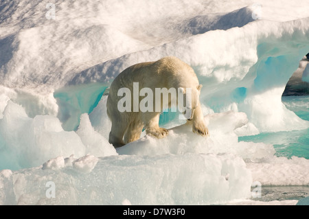 Polar bear on floating ice, Davis Strait, Labrador See, Labrador, Canada Stock Photo