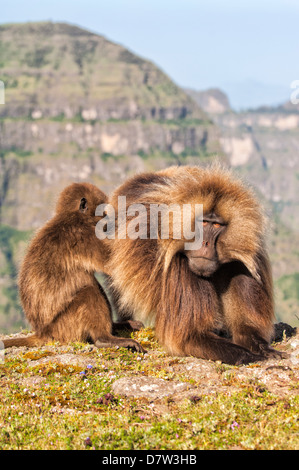 Gelada baboons (Theropithecus Gelada) grooming each other, Simien Mountains National Park, Amhara region, North Ethiopia Stock Photo