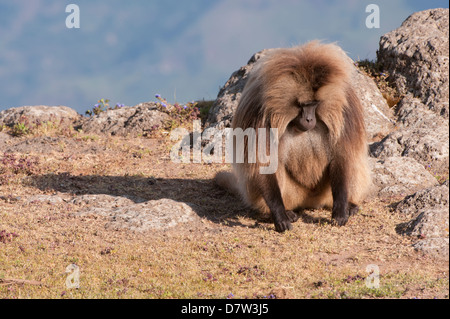 Gelada baboon (Theropithecus Gelada), Simien Mountains National Park, Amhara region, North Ethiopia Stock Photo