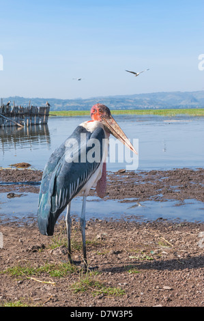 Marabou stork (Leptoptilos crumeniferus), Awasa harbour, Ethiopia Stock Photo