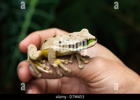 Masked tree frog (Smilisca phaeota), one of 133 species in the country, Arenal, Alajuela Province, Costa Rica Stock Photo