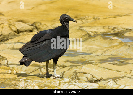 South American black vulture, a common scavenger, at a river mouth; Nosara, Nicoya Peninsula, Guanacaste Province, Costa Rica Stock Photo