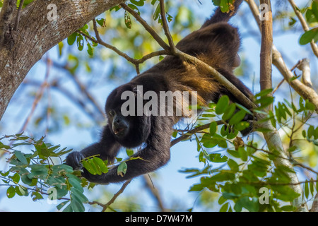 A Mantled Howler Monkey (Alouatta palliata), known for it's call, eating leaves in tree; Nosara, Guanacaste Province, Costa Rica Stock Photo