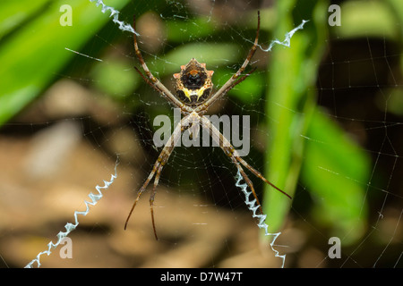 Yellow & black garden spider (Argiope Aurentia) with normal zigzag stabilimentia on web; Nosara, Guanacaste Province, Costa Rica Stock Photo