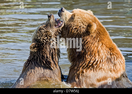 playing Kodiak bears Stock Photo