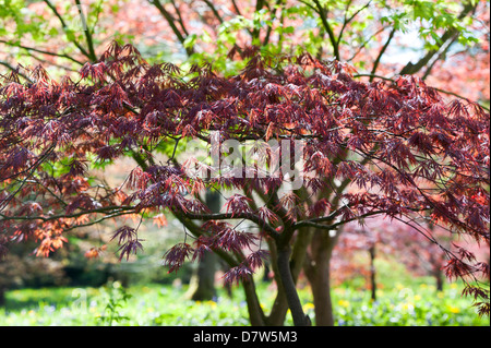 Acer Palmatum Garnet. Japanese maple tree Stock Photo