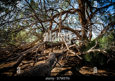 Israel, Negev Desert Tamarix (tamarisk, salt cedar) trees Stock Photo