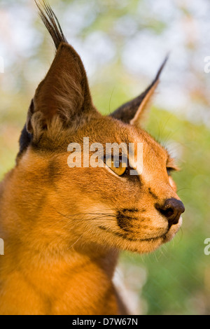 Side view of Caracal, African lynx. Desert cat walking in green grass ...