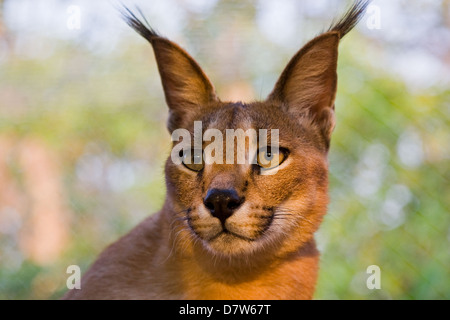 caracal portrait Stock Photo