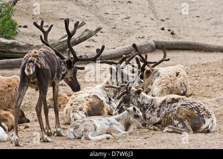 reindeers Stock Photo