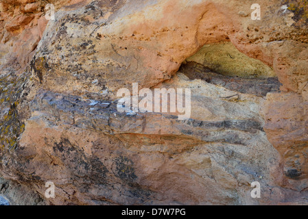 Dinosaur bone fossil embedded in sandstone. Moab, Utah, USA. Stock Photo