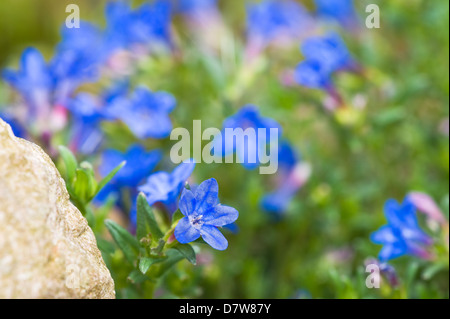 Lithodora diffusa 'Heavenly Blue' Stock Photo