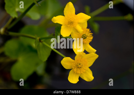 Caltha palustris ranunculaceae, marsh marigold kingcup. Stock Photo