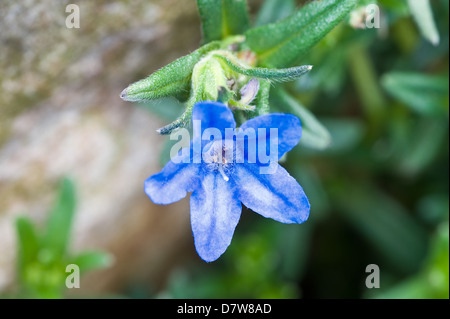 Lithodora diffusa 'Heavenly Blue' Stock Photo