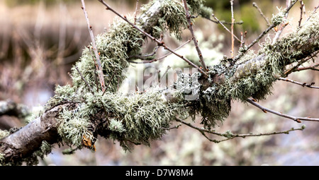 Reindeer moss on a willow tree, close up Stock Photo