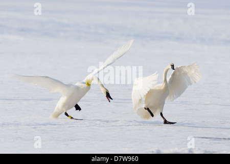 A Trumpeter Swan (Cygnus buccinator) attacks a rival, winter. Stock Photo