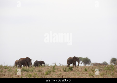 Herd of elephants, Meru National Park, Kenya