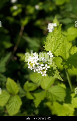 'Alliaria petiolata' 'Garlic Mustard' white cross shaped flowers growing wild in a Surrey woodland hedgerow in May