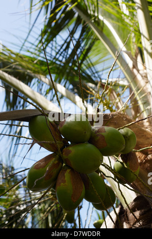 Young coconuts growing on Coconut palm (Cocos nucifera) Stock Photo