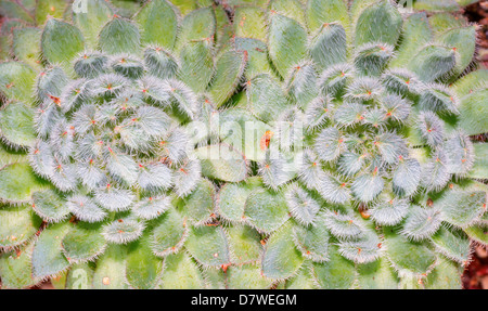 Echeveria elegans Stock Photo