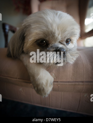 Close-up of a very cute, small, white Shih Tzu puppy dog lazed on a large chair. Stock Photo