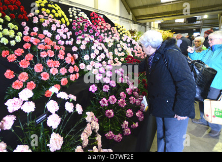 Woman Looking & Touching the Display of Mixed Carnations at the Harrogate Spring Flower Show Yorkshire Stock Photo